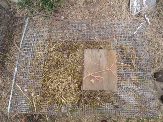 This wire cage is partitioned, so the chicks can move freely between the halves but the big chickens can't. The idea was that Freckles could come and go through the open top, but the chicks would have half the cage to themselves so that they could be safe from the big birds. Unfortunately, Freckles shoved her big chicken self through the tiny doorway, so now it's just kind of a tiny cage for the silly bird. 
