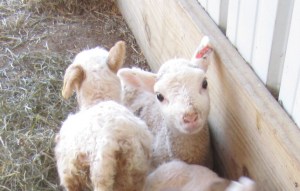 They raise a lot of sheep, and they're ridiculously cute when they're small.