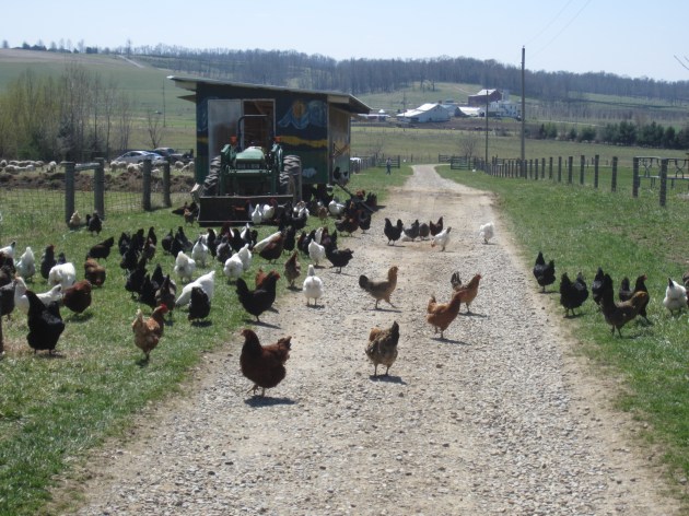 This eggmobile is moved from place to place to give the chickens fresh grass. As it moves, it leaves a well-fertilized swath in its wake.