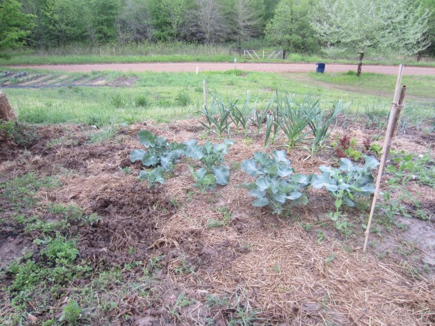 Pig damage in the garden. They must be stopped!