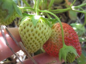 Sunday Strawberries: almost there!