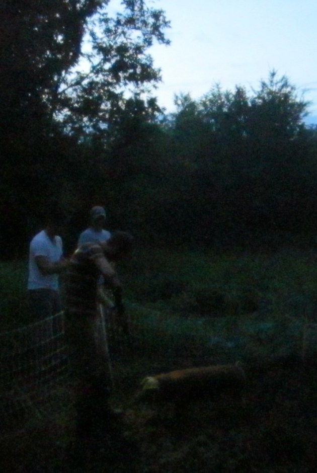 When the water was hot enough, Sean shot the pig with the .22, then stuck it under the breastbone to bleed it out.