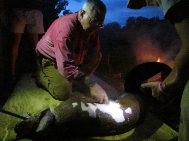 After scalding, the pig is scraped to remove hair and the outer layer of skin. 
