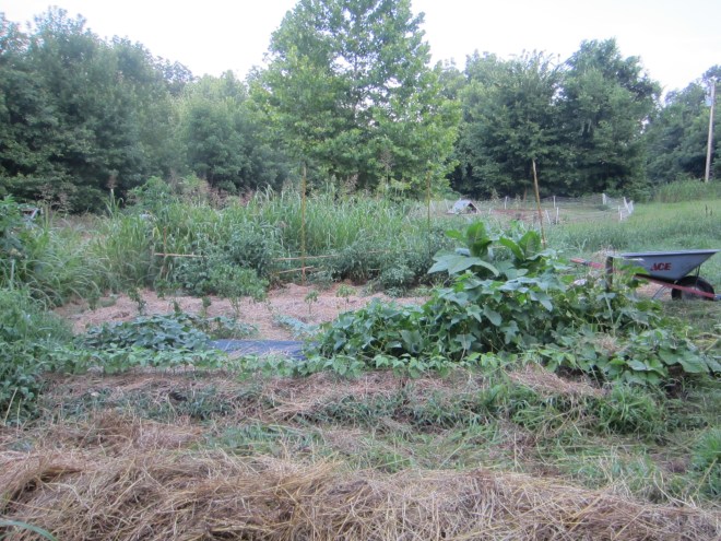 The cukes got a bit rambunctious and knocked down their trellis. 