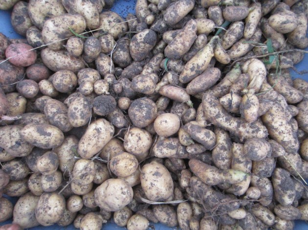 Behold: The mid-summer potato harvest! We're putting in a fall crop in a week.