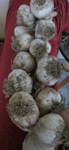 The hardnecks are much less prone to rot in our climate, apparently