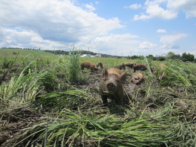Pumping water is one of the big electrical draws at the farm, and patching hoses is a big draw on manpower. These pigs are helping to create a pond that will provide livestock water with no hoses and no electricity!