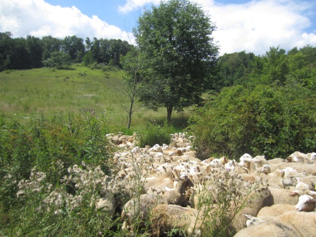 Baaa! We had to herd the entire flock through a narrow gate. They walked in circles for a while before they noticed the opening.