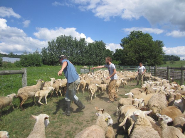 Jesse, Sean and Dante are separating the desired animals from the rest of the flock and sending them down a chute to the trailer.