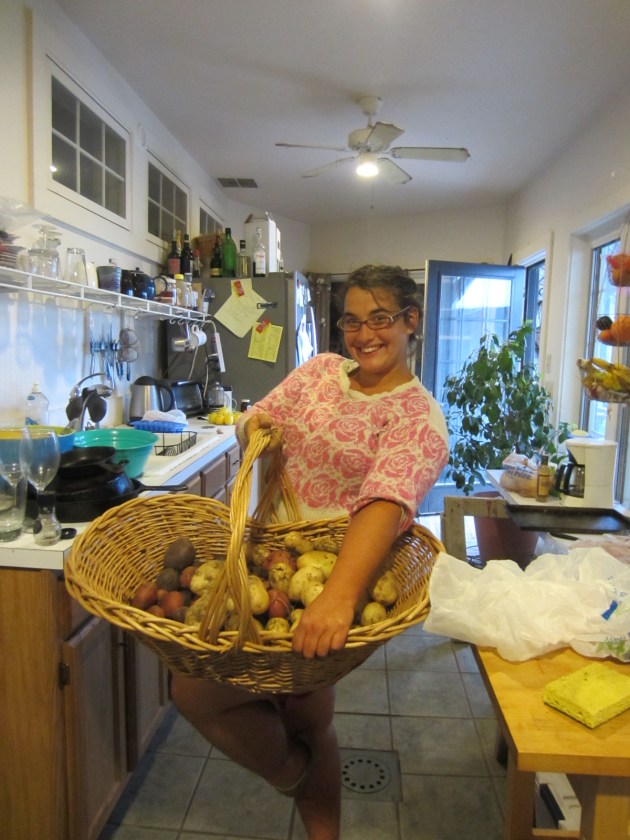 The potatoes had to be harvested