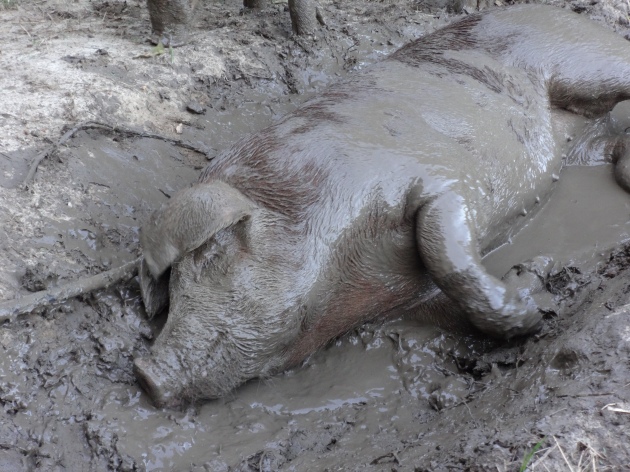 Mud is bliss.
