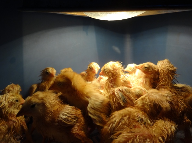 Our meat chicks arrived today, and, after spending the afternoon at school with Mr. P, immediately soaked themselves in their water and began to shiver. We don't have a hair dryer (they're not environmentally friendly or useful to people with little hair) so we toweled them off as best we could and stuck them under the lamp.