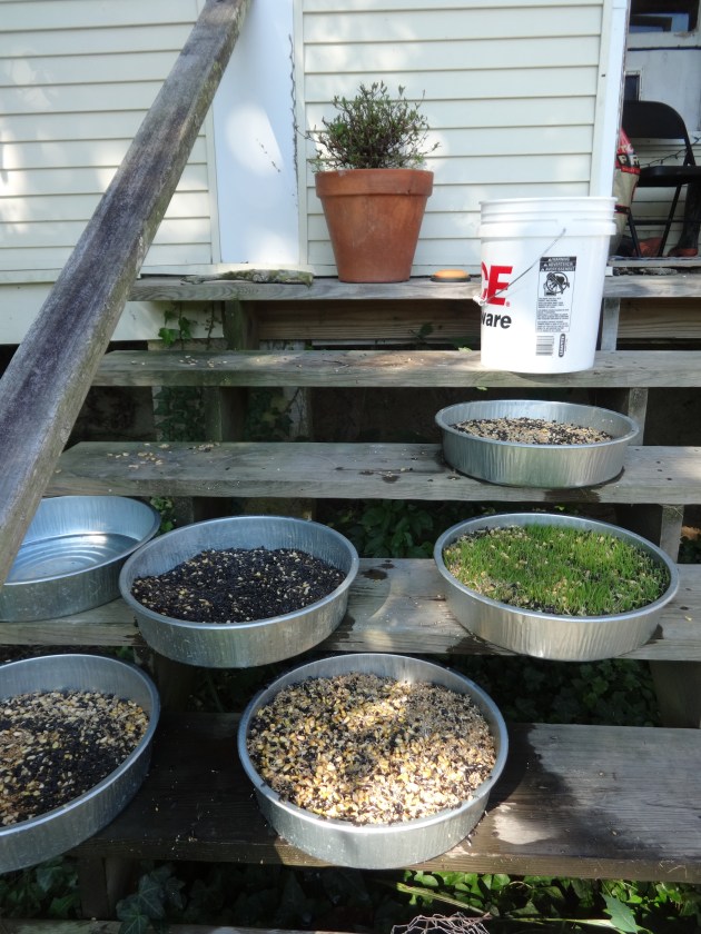 My makeshift sprouting set up.