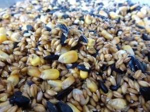 Sprouts just barley popping out. This is 24 hours after soaking.