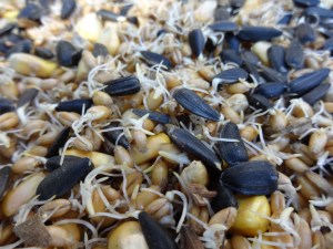 You can clearly see the little sprouty. Two days after soaking