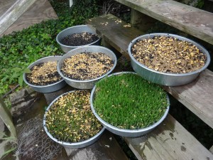 This is what our steps will look like for the foreseeable future. 