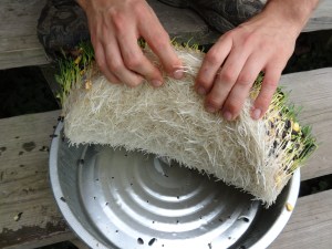 You can see a pretty solid root mat forms. Also, a good view of the drainage holes.