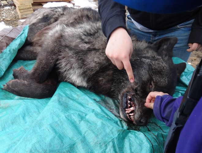 For culture week, one community member invited us to his house to see the wolf he'd trapped. Black wolves are prized for their fur along the coast.