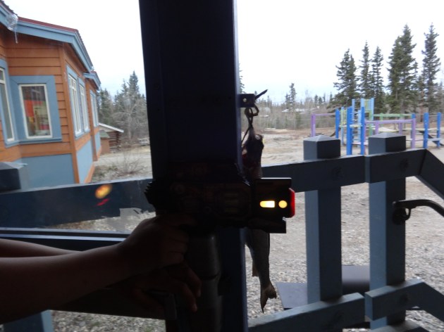 Here in Venetie, we have both grayling and laser tag at our prom.