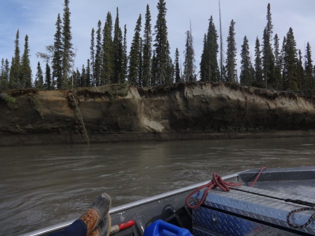 Isn't this cutbank on the Yukon extraordinary? It's something like 25 feet of sand with a think layer of soil on top. We stopped to watch chunks of sand the size of my torso fall from the bank and plunge into the river. 