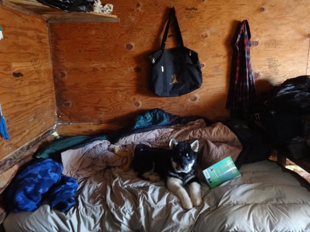 daazhraiimartencabin