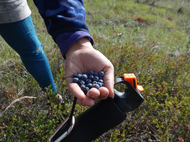 bear spray and berries