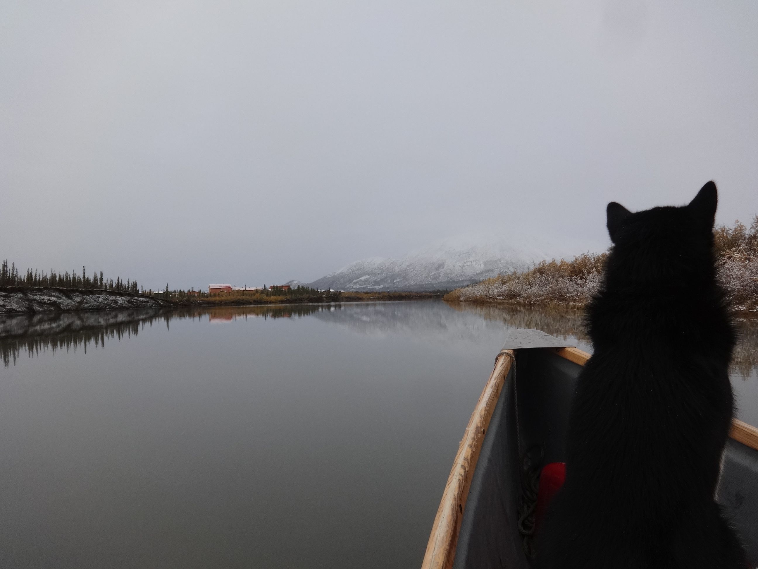 daazhraii august snow
