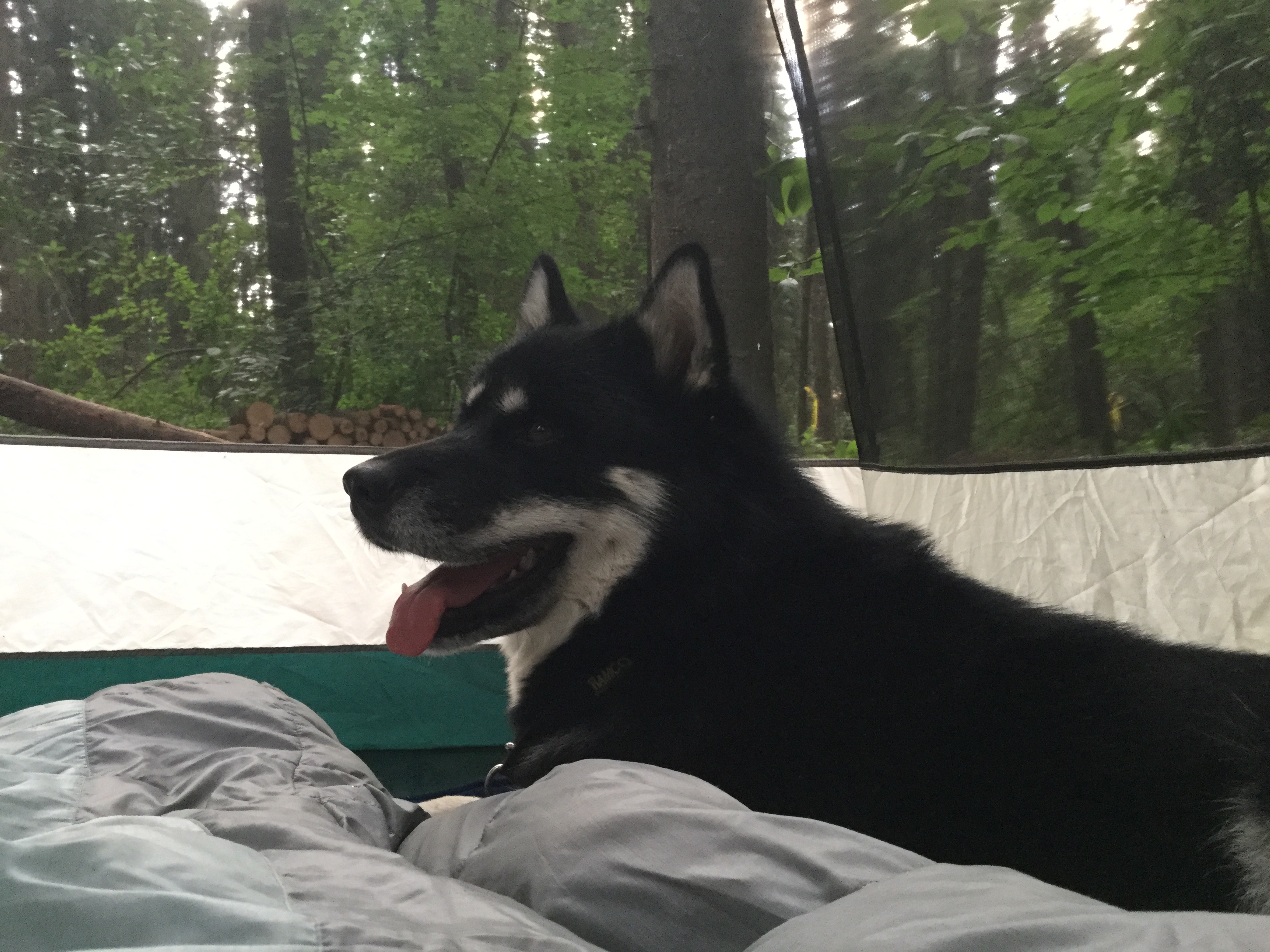 413E08D7-FA5D-4A41-814D-44CE96E3E9F2